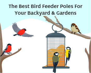 The Best Bird Feeder Poles for your backyard and gardens feature