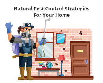 Natural pest control strategies for your home feature